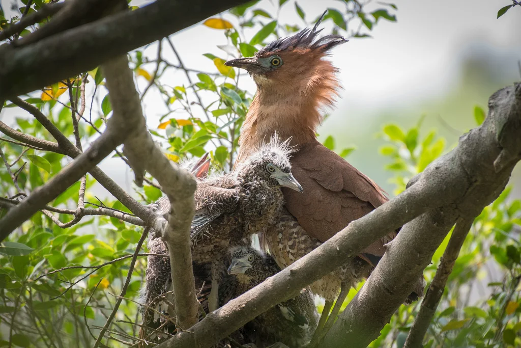 黑冠鳽(Gorsachius melanolophus)