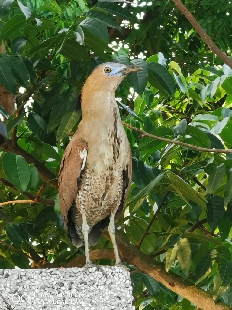 黑冠鳽(Gorsachius melanolophus)