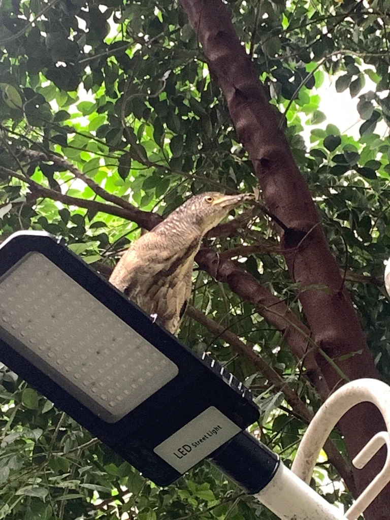 黑冠鳽(Gorsachius melanolophus)
