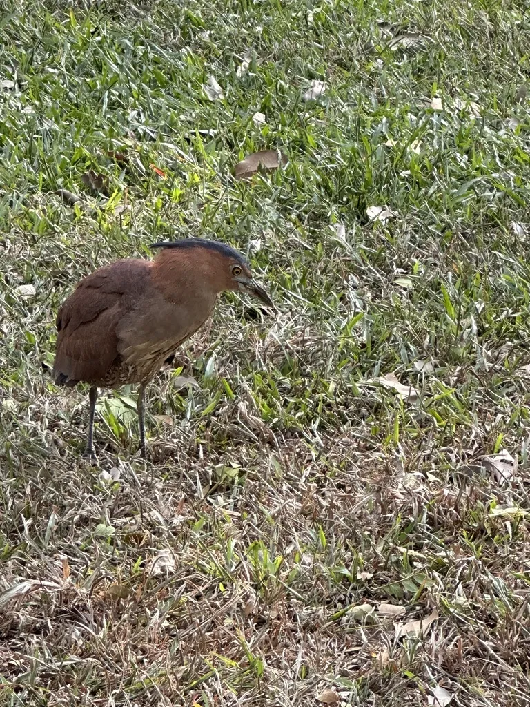 黑冠鳽(Gorsachius melanolophus)