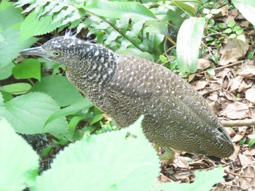 黑冠鳽(Gorsachius melanolophus)