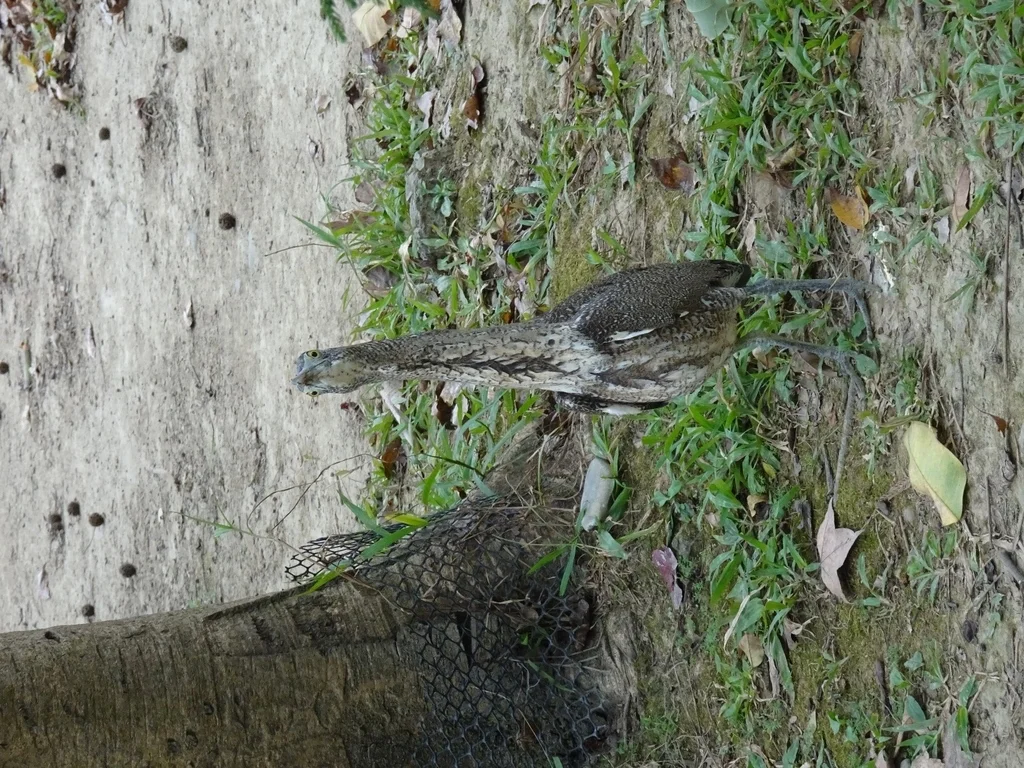 黑冠鳽(Gorsachius melanolophus)