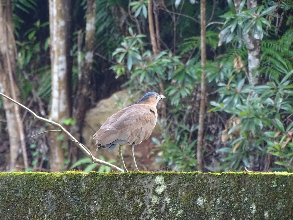 黑冠鳽(Gorsachius melanolophus)