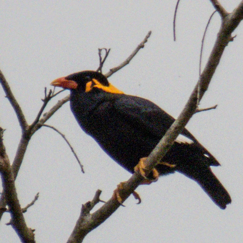 鹩哥（Gracula religiosa）