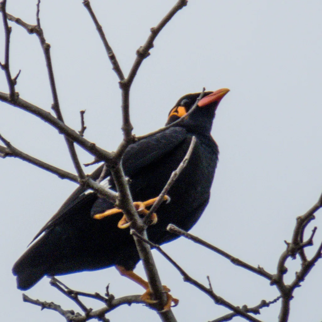 鹩哥（Gracula religiosa）