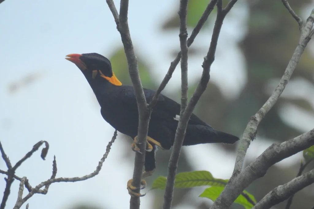 鹩哥（Gracula religiosa）