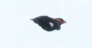 鹩哥（Gracula religiosa）