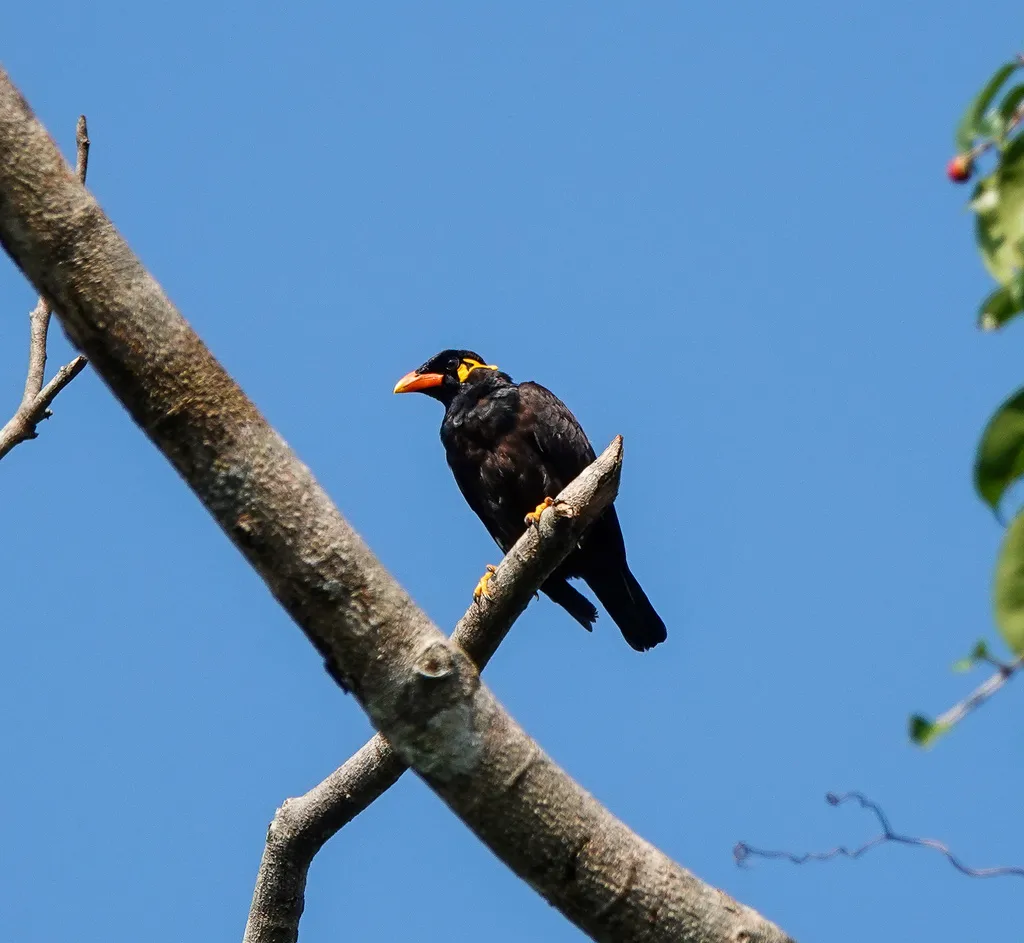 鹩哥（Gracula religiosa）