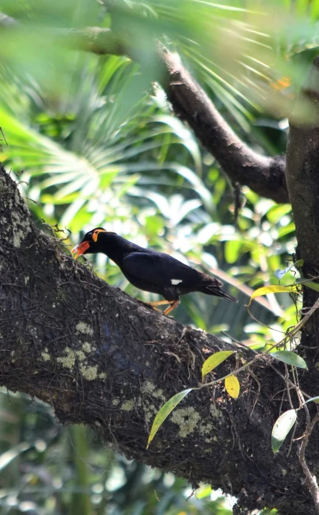 鹩哥（Gracula religiosa）
