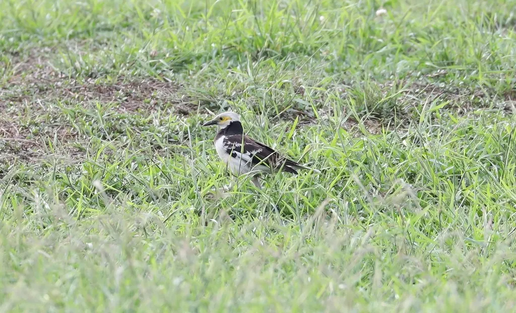 黑领椋鸟(Gracupica nigricollis)
