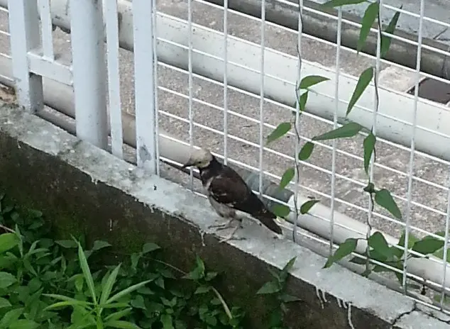 黑领椋鸟(Gracupica nigricollis)