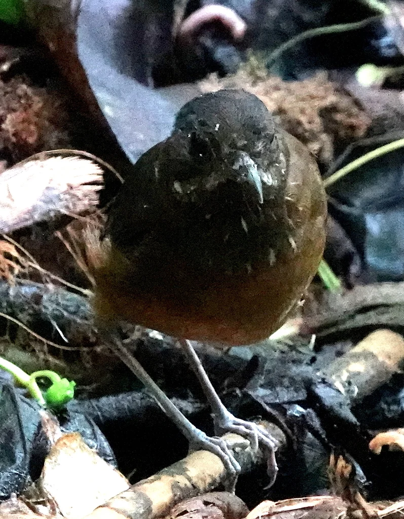 须蚁鸫(Grallaria alleni)
