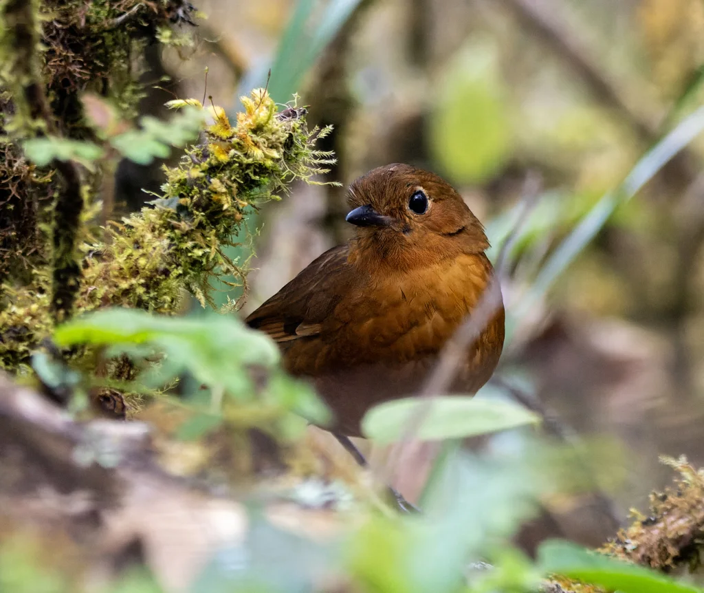 阿亚蚁鸫(Grallaria ayacuchensis)