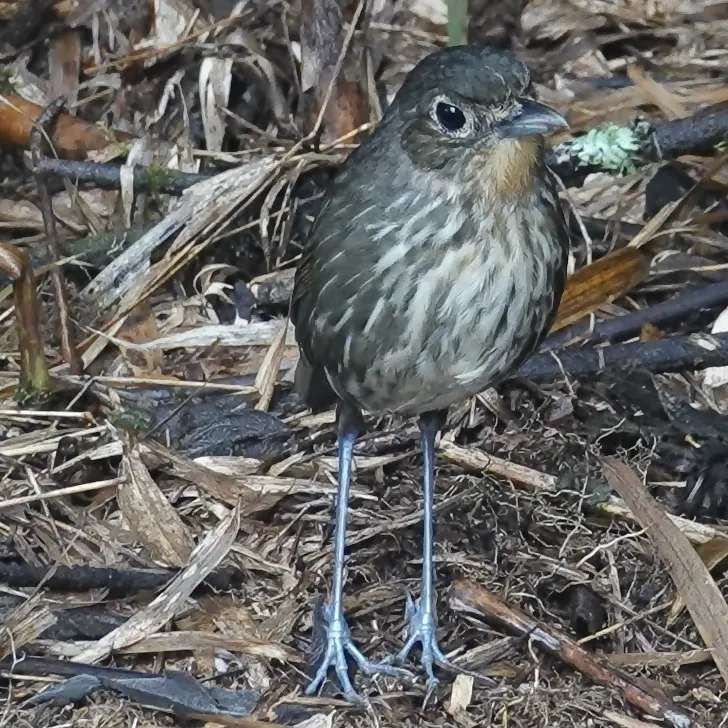 圣玛尔塔蚁鸫（Grallaria bangsi）
