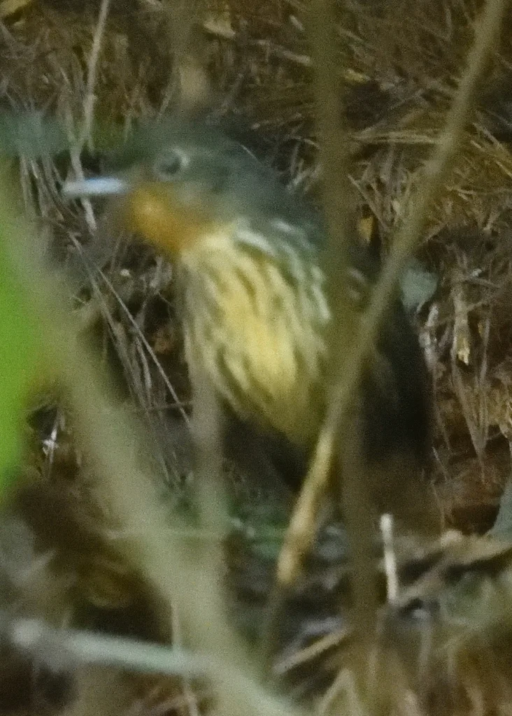 圣玛尔塔蚁鸫（Grallaria bangsi）