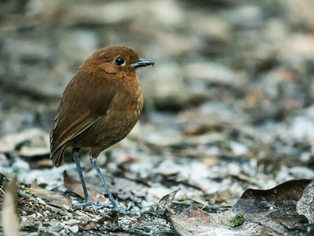 栗蚁鸫(Grallaria blakei)