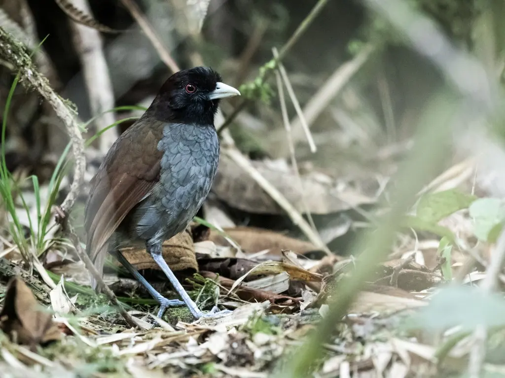 灰嘴蚁鸫(Grallaria carrikeri)