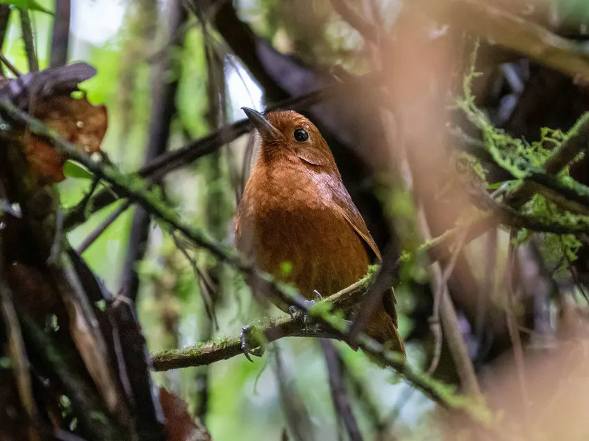 奥省蚁鸫(Grallaria centralis)