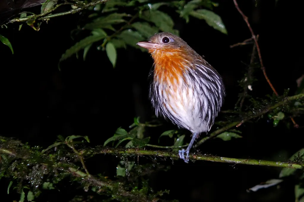 赭纹蚁鸫(Grallaria dignissima)