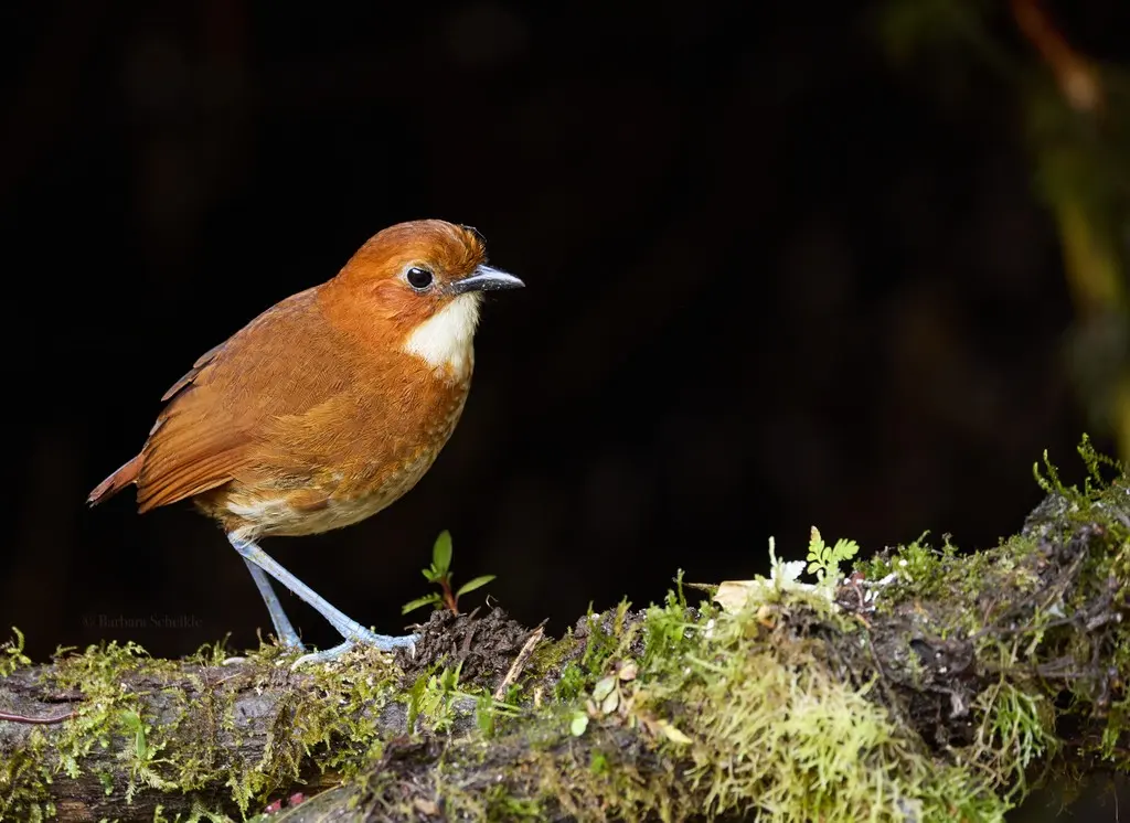 红白蚁鸫(Grallaria erythroleuca)