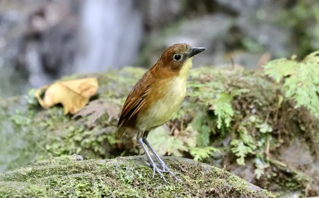 黄胸蚁鸫(Grallaria flavotincta)
