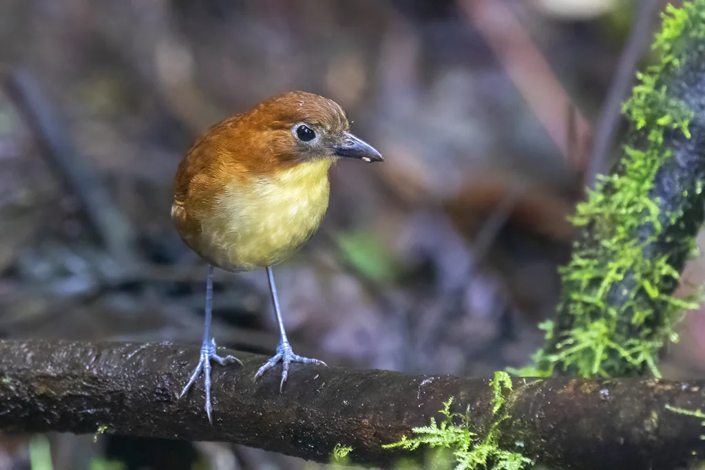 黄胸蚁鸫(Grallaria flavotincta)