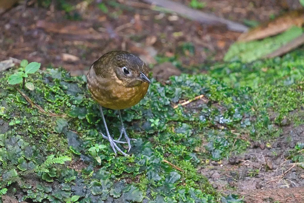 鳞斑蚁鸫(Grallaria guatimalensis)