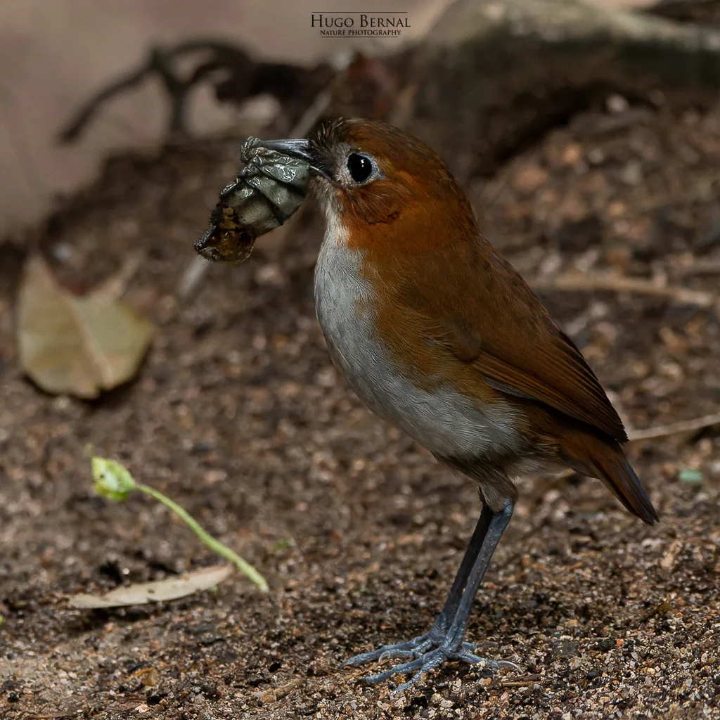 褐背蚁鸫(Grallaria hypoleuca)