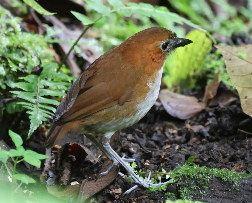 褐背蚁鸫(Grallaria hypoleuca)