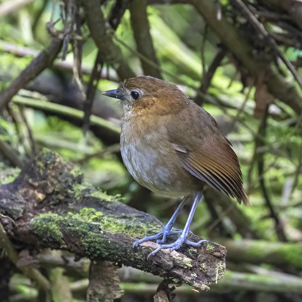 褐斑蚁鸫(Grallaria milleri)