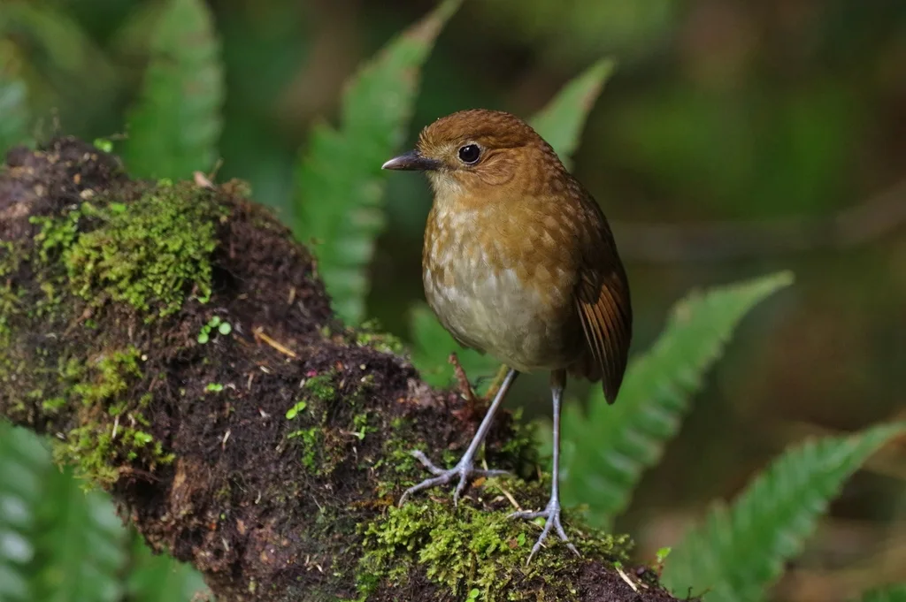 褐斑蚁鸫(Grallaria milleri)