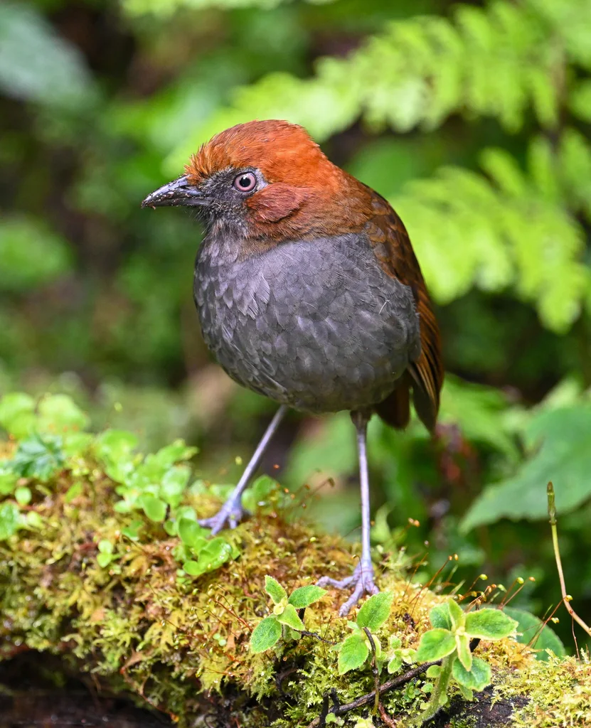 栗枕蚁鸫(Grallaria nuchalis)