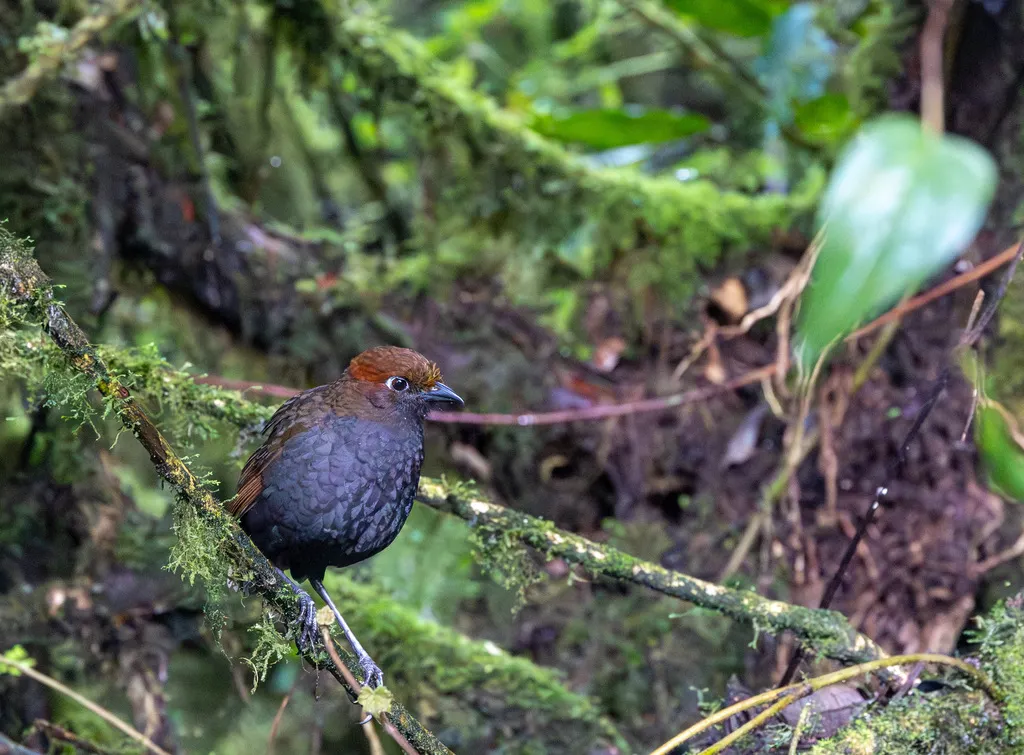 栗枕蚁鸫(Grallaria nuchalis)