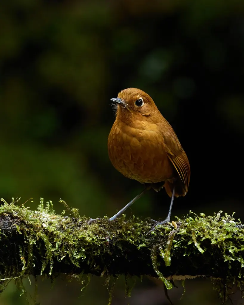 乌省蚁鸫(Grallaria occabambae)