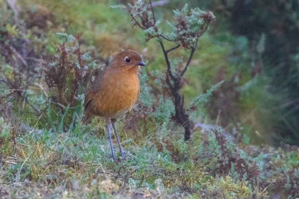 帕瑙蚁鸫(Grallaria oneilli)