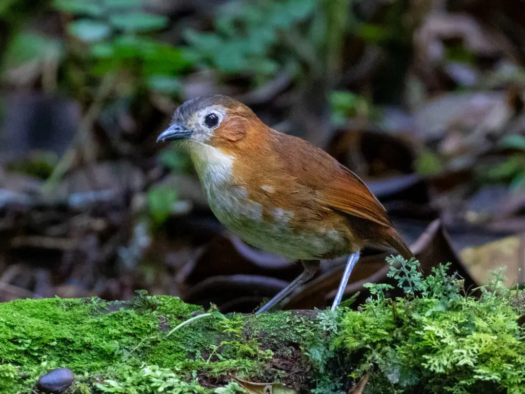 普氏蚁鸫（Grallaria przewalskii）