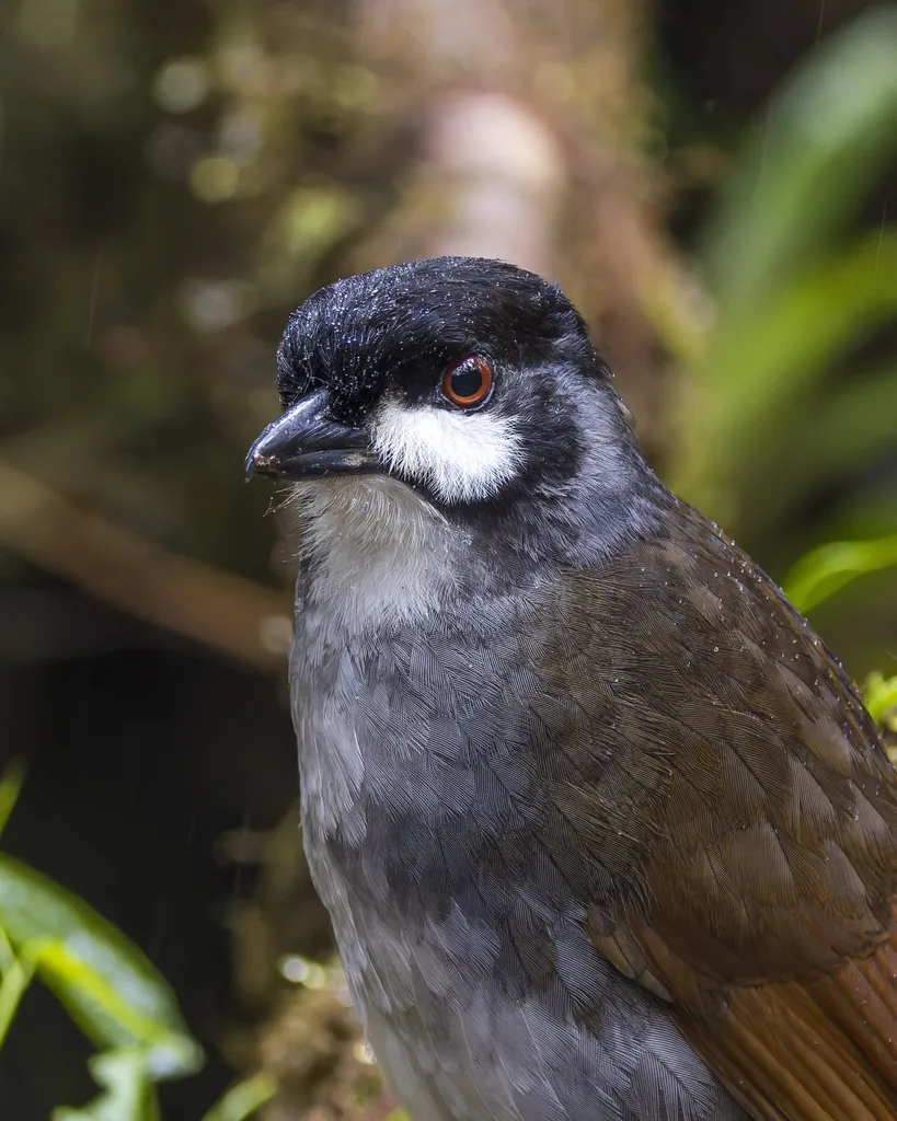 若克蚁鸫(Grallaria ridgelyi)
