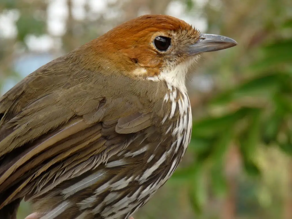栗顶蚁鸫(Grallaria ruficapilla)