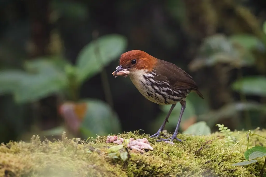 栗顶蚁鸫(Grallaria ruficapilla)