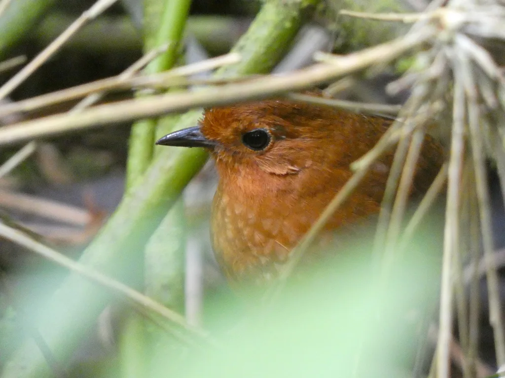 赤道蚁鸫(Grallaria saturata)