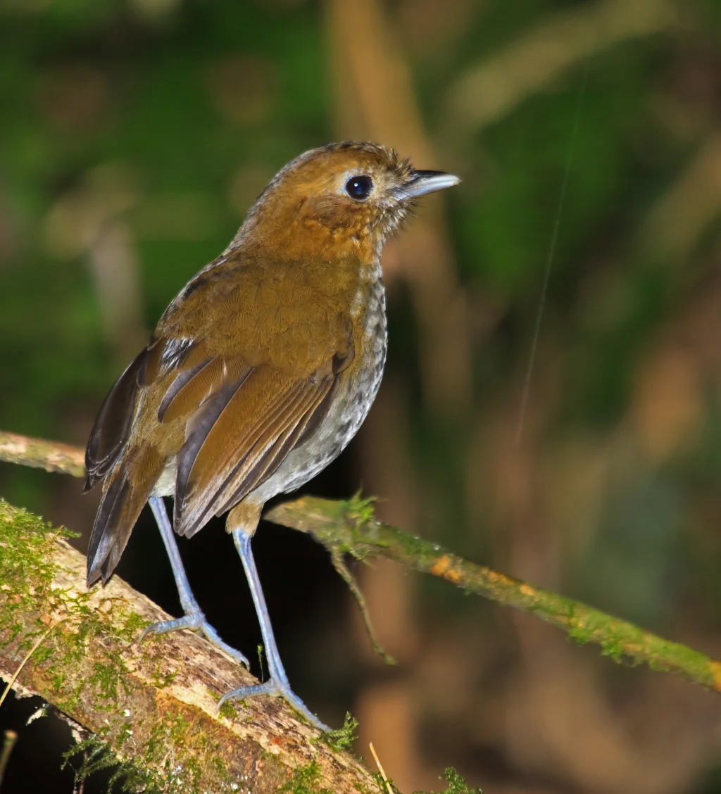 灰腹蚁鸫（Grallaria urraoensis）