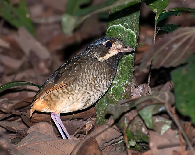 杂色蚁鸫(Grallaria varia)