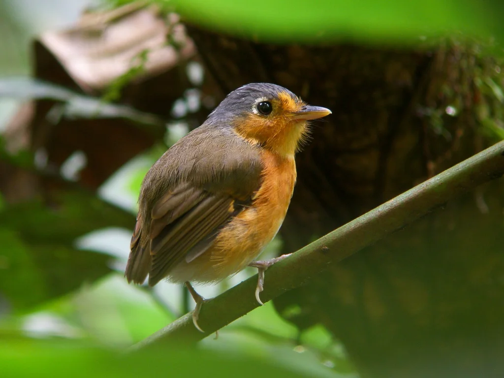 白腹蓝顶蚁鸫(Grallaricula cumanensis)