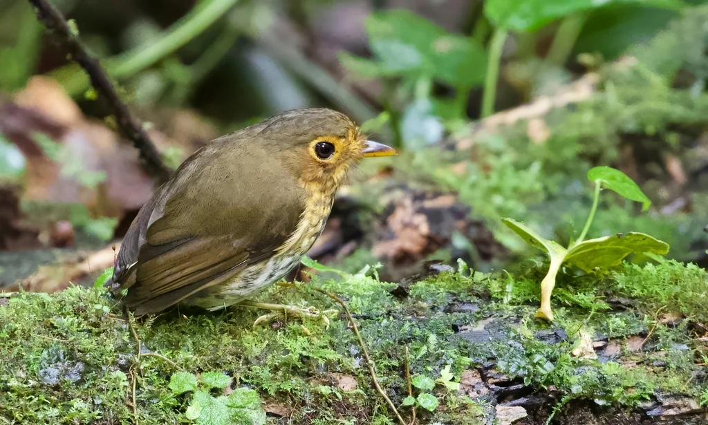 赭胸蚁鸫(Grallaricula flavirostris)