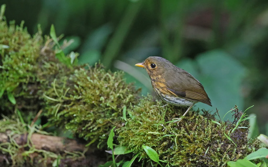 赭胸蚁鸫(Grallaricula flavirostris)