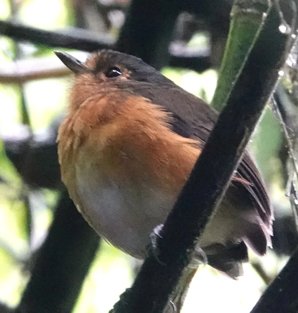 蓝顶蚁鸫(Grallaricula nana)