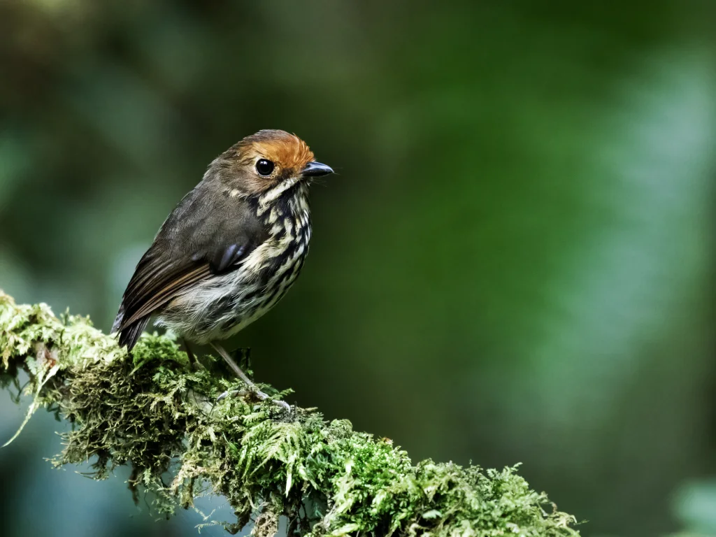 赭额蚁鸫(Grallaricula ochraceifrons)