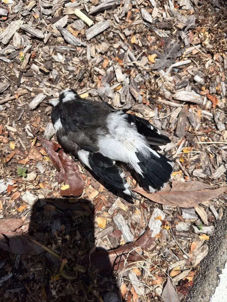 鹊鹩(Grallina cyanoleuca)
