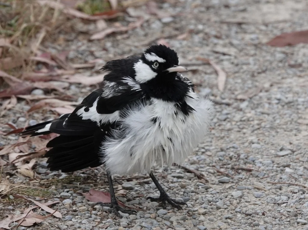 鹊鹩(Grallina cyanoleuca)