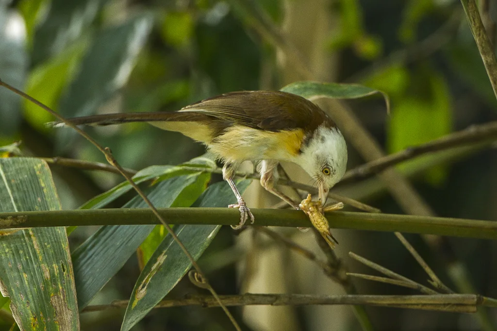南亚草鹛(Graminicola bengalensis)